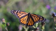 Kuva: Elizabeth Sellers, USGS.