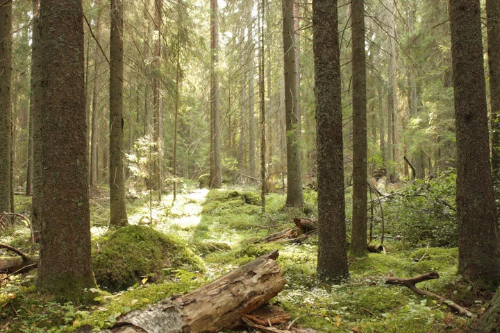 Ennallistamisessa on kyse muustakin kuin rahasta