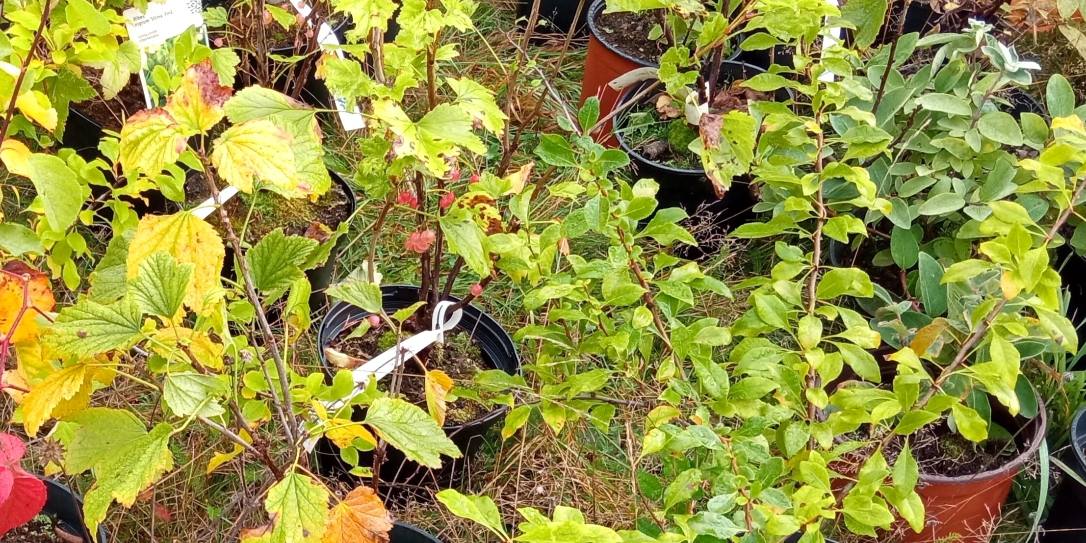 Hedelmällistä yhteistyötä metsäpuutarhatalkoissa